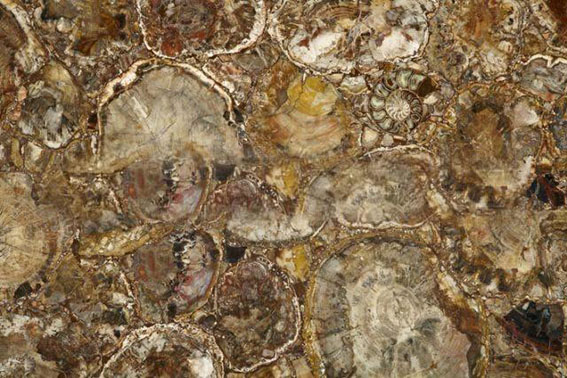 木化石 | Petrified Wood-Round | 