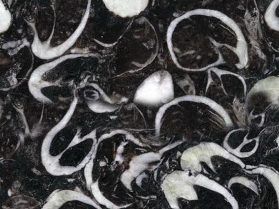 海贝花 | Black Fossil | 